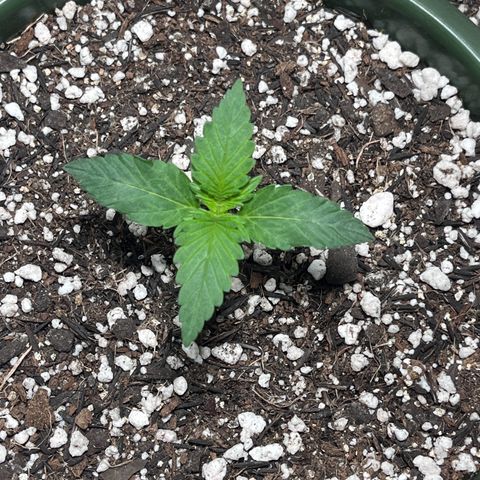 Automática Mysterious growlog timeline photo