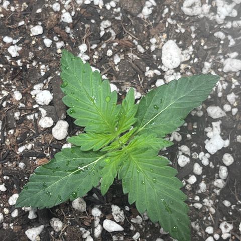 Automática Mysterious growlog timeline photo
