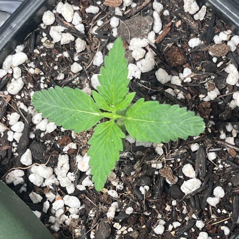 Automática Mysterious growlog timeline photo
