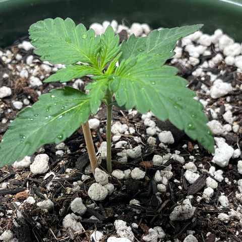 Automática Mysterious growlog timeline photo