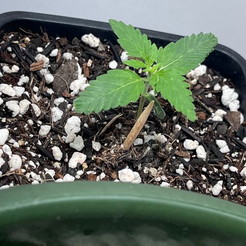 Automática Mysterious growlog timeline photo