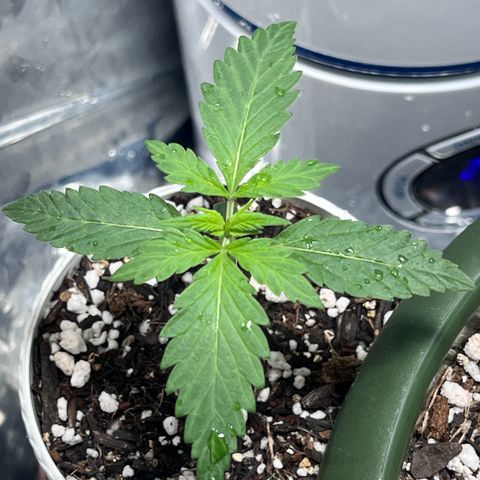 Automática Mysterious growlog timeline photo