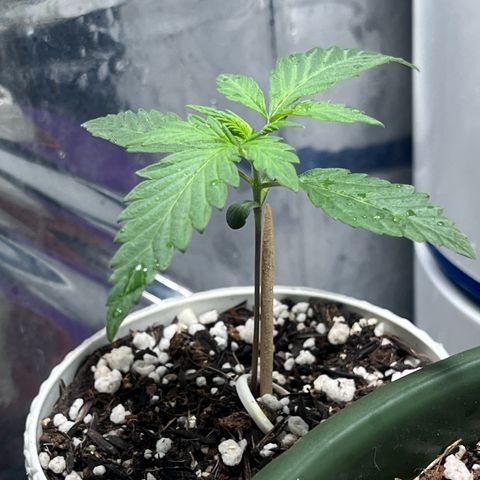Automática Mysterious growlog timeline photo