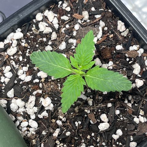 Automática Mysterious growlog timeline photo