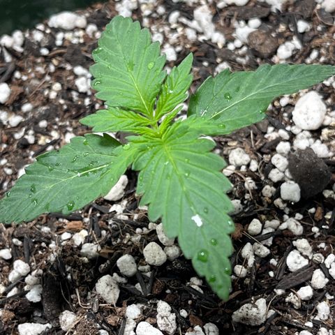 Automática Mysterious growlog timeline photo