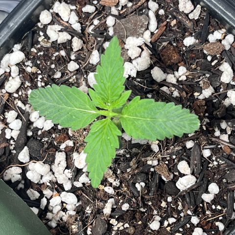 Automática Mysterious growlog timeline photo