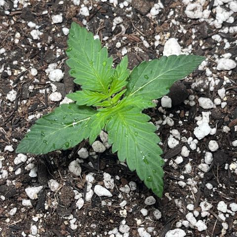 Automática Mysterious growlog timeline photo