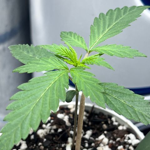 Automática Mysterious growlog timeline photo