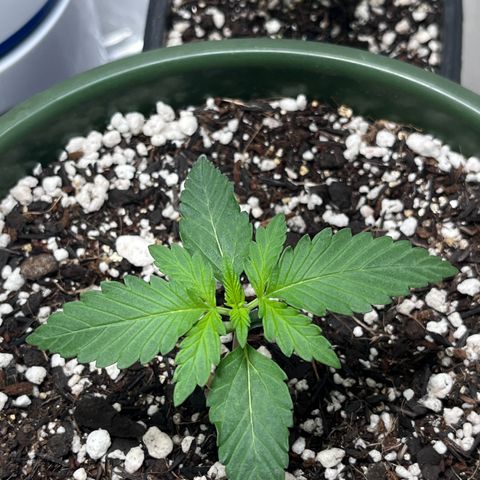 Automática Mysterious growlog timeline photo