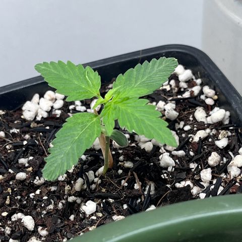 Automática Mysterious growlog timeline photo