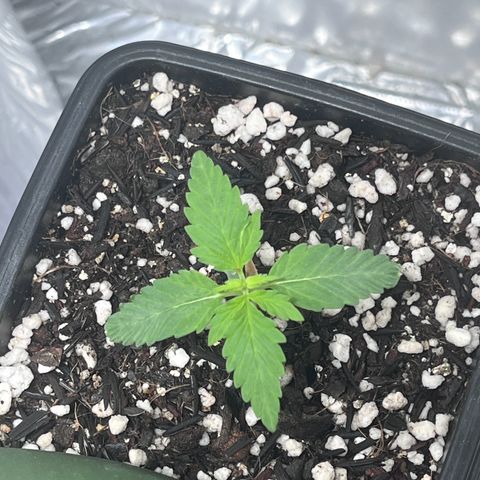 Automática Mysterious growlog timeline photo