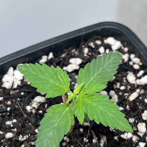 Automática Mysterious growlog timeline photo