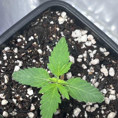 Automática Mysterious growlog timeline photo