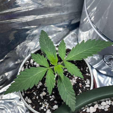 Automática Mysterious growlog timeline photo