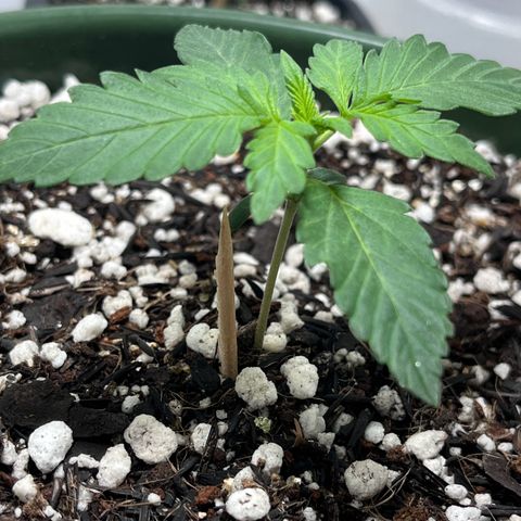 Automática Mysterious growlog timeline photo