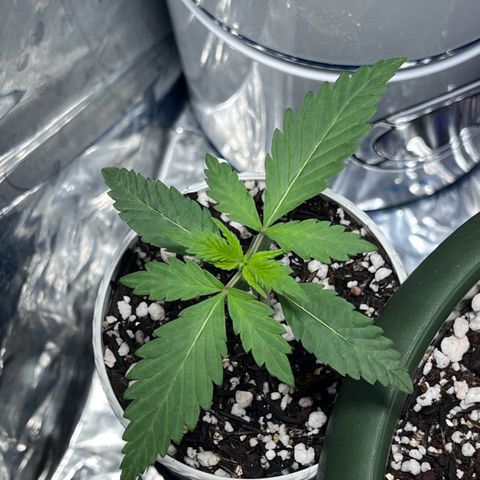Automática Mysterious growlog timeline photo