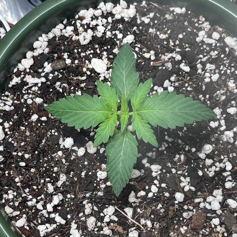 Automática Mysterious growlog timeline photo
