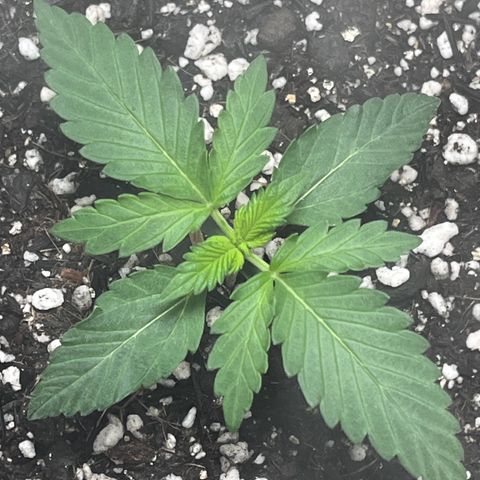 Automática Mysterious growlog timeline photo