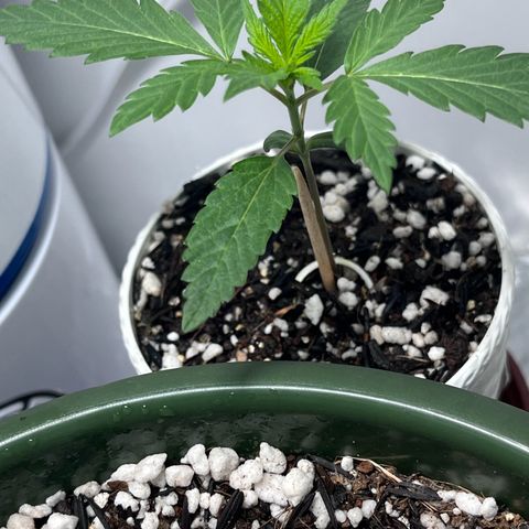 Automática Mysterious growlog timeline photo