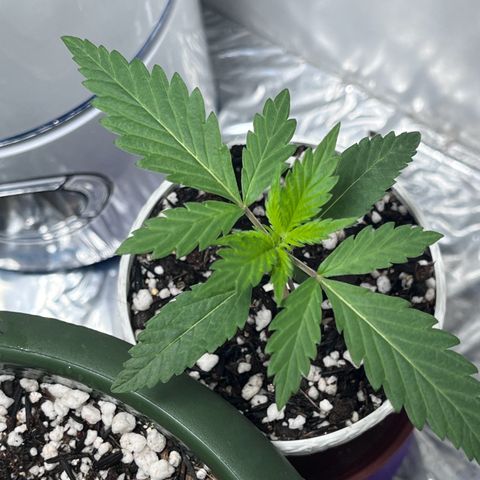 Automática Mysterious growlog timeline photo