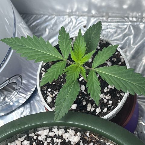 Automática Mysterious growlog timeline photo