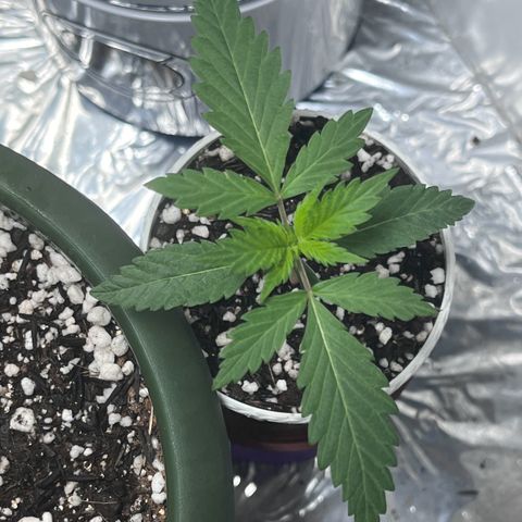 Automática Mysterious growlog timeline photo