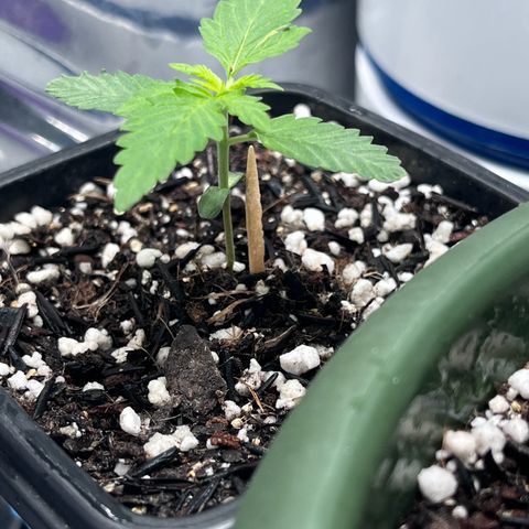 Automática Mysterious growlog timeline photo