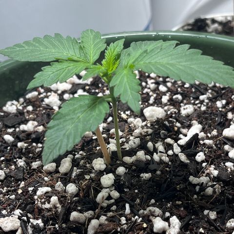 Automática Mysterious growlog timeline photo