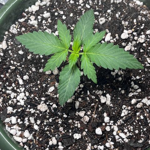 Automática Mysterious growlog timeline photo
