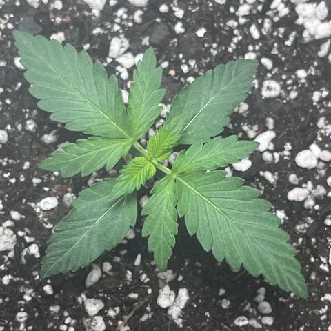 Automática Mysterious growlog timeline photo