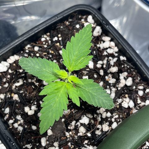 Automática Mysterious growlog timeline photo