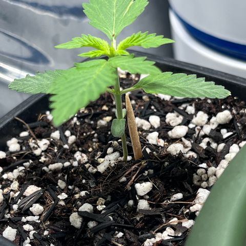 Automática Mysterious growlog timeline photo