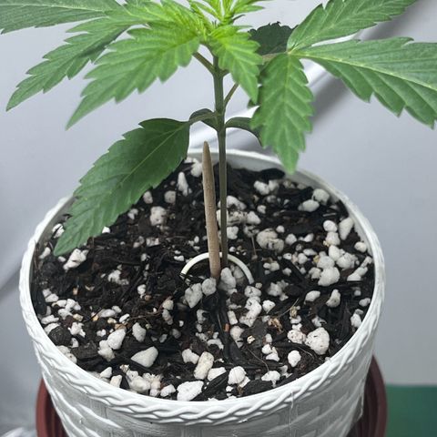 Automática Mysterious growlog timeline photo