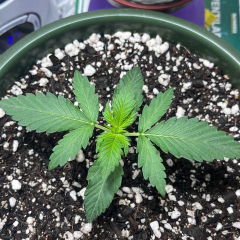 Automática Mysterious growlog timeline photo