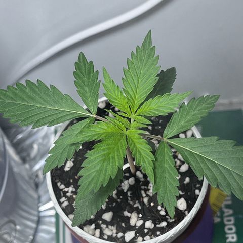 Automática Mysterious growlog timeline photo