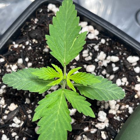 Automática Mysterious growlog timeline photo