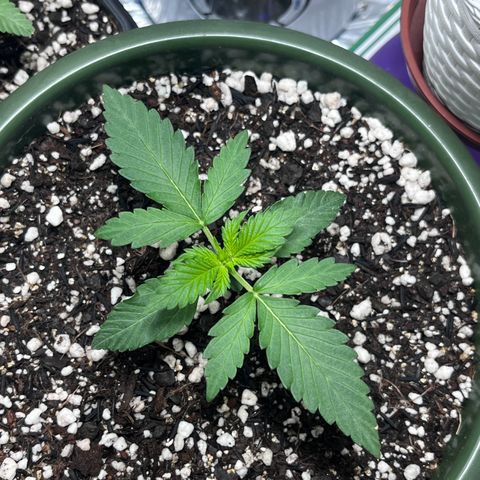 Automática Mysterious growlog timeline photo
