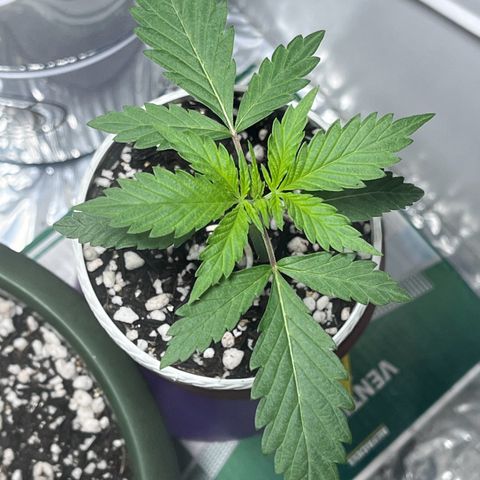 Automática Mysterious growlog timeline photo