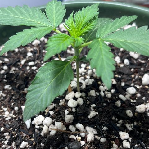 Automática Mysterious growlog timeline photo