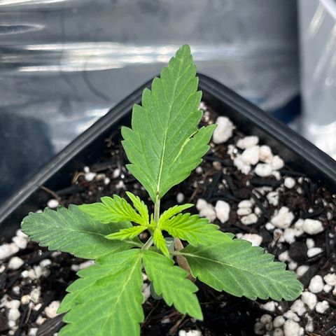 Automática Mysterious growlog timeline photo