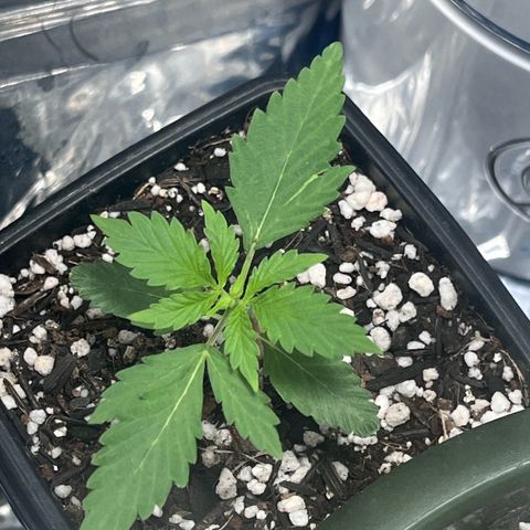 Automática Mysterious growlog timeline photo