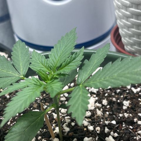 Automática Mysterious growlog timeline photo