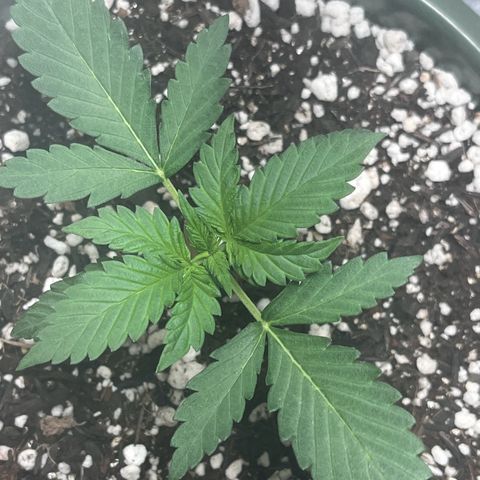 Automática Mysterious growlog timeline photo