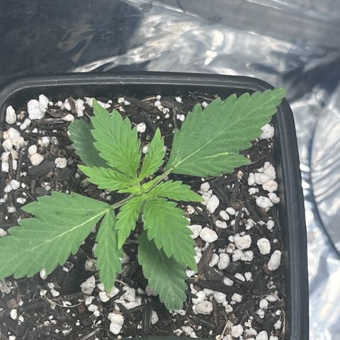 Automática Mysterious growlog timeline photo