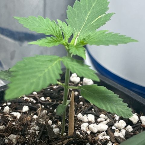 Automática Mysterious growlog timeline photo