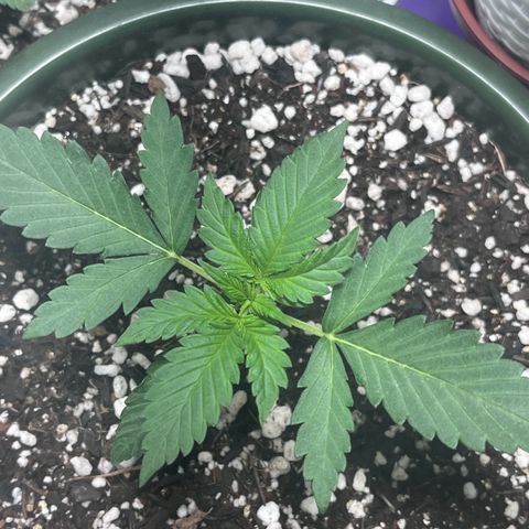 Automática Mysterious growlog timeline photo