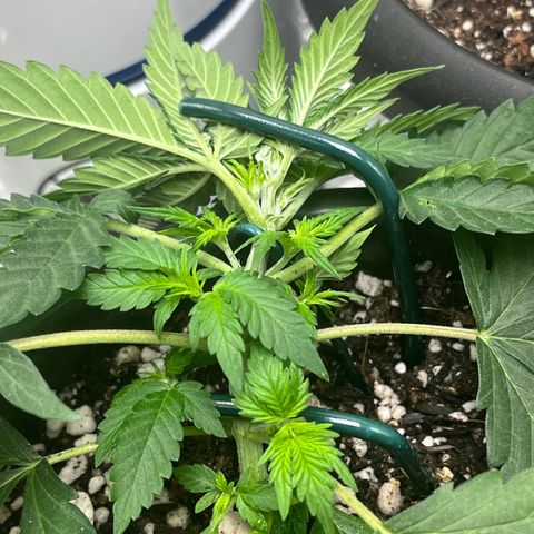 Automática Mysterious growlog timeline photo