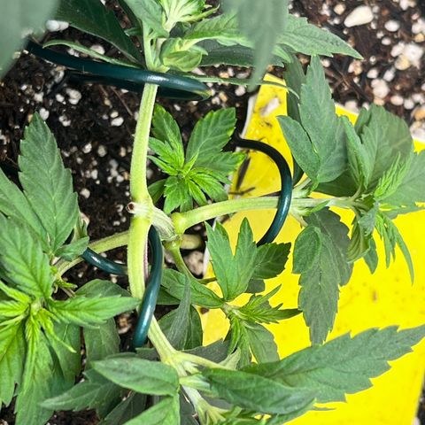 Automática Mysterious growlog timeline photo