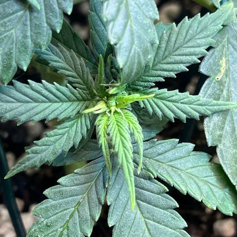 Automática Mysterious growlog timeline photo