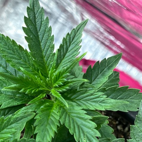 Automática Mysterious growlog timeline photo